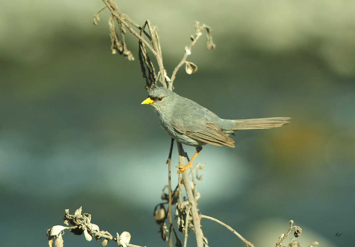 Slender-billed Finch - ML646950662