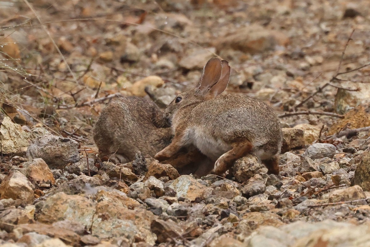 Conejo matorralero - ML646950663