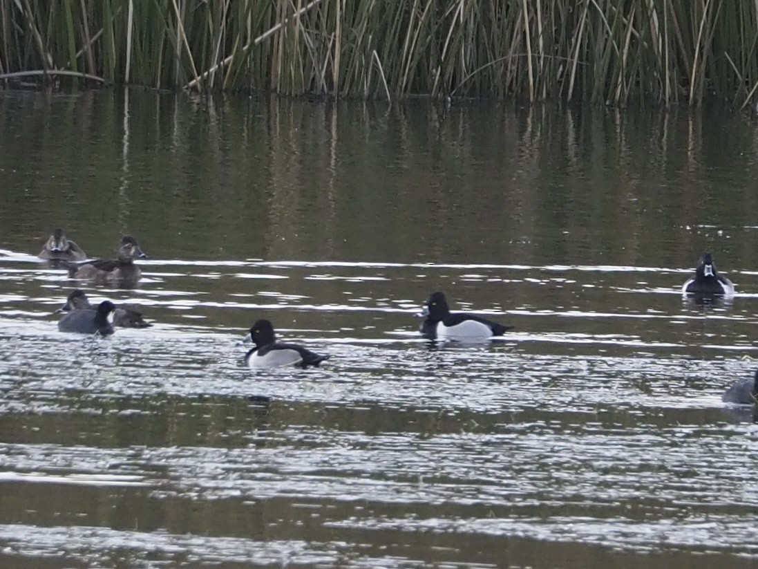 polák proužkozobý - ML646950668