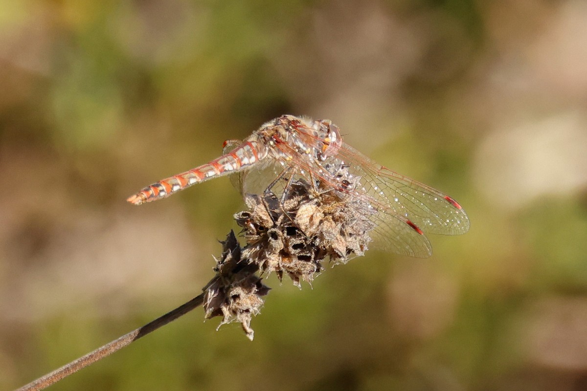 Animales - ML646950670