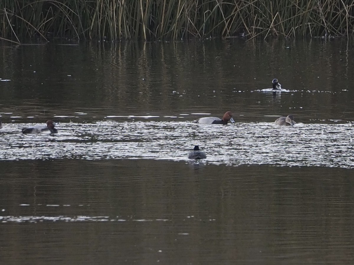 polák americký - ML646950681