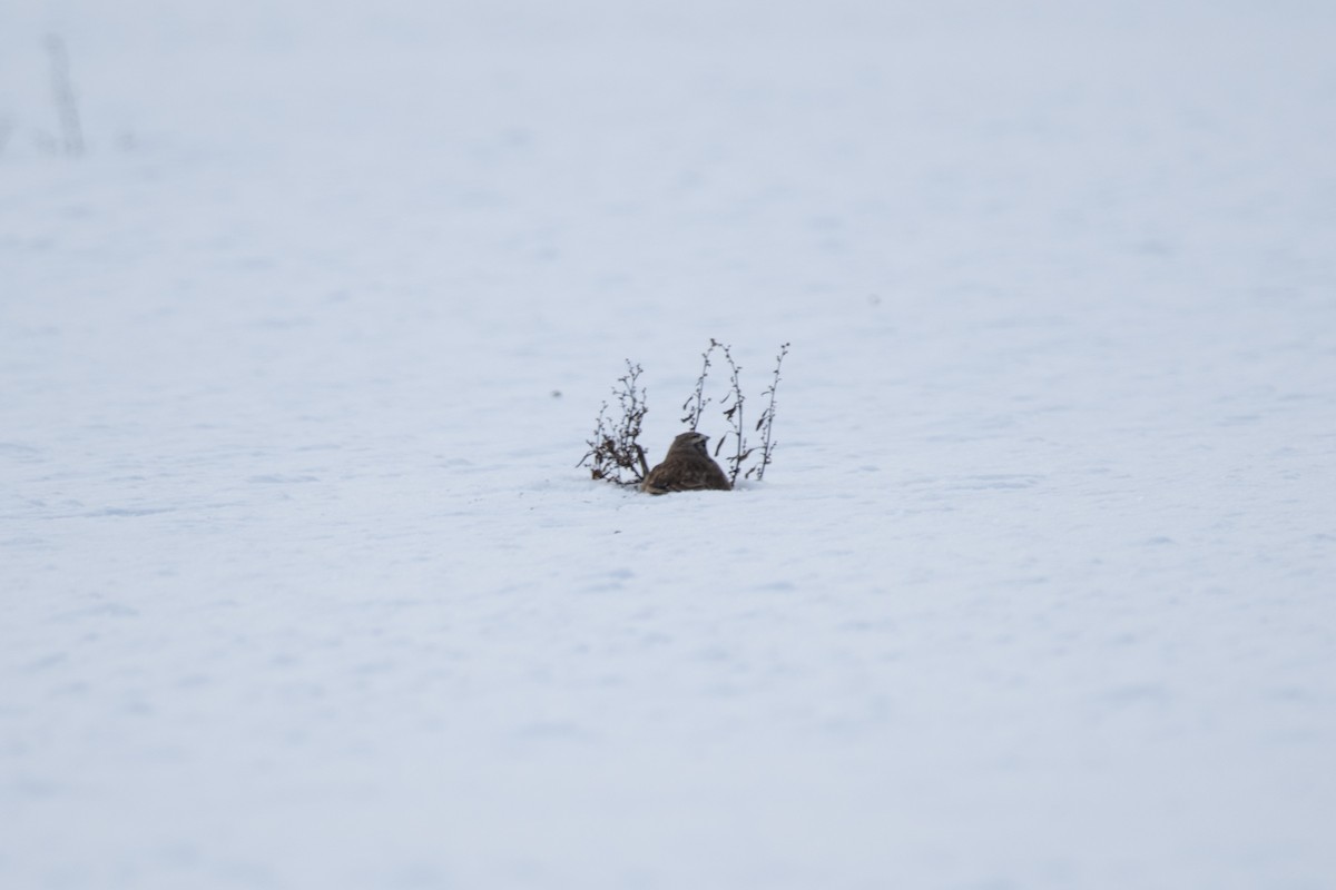 Horned Lark - ML646950682