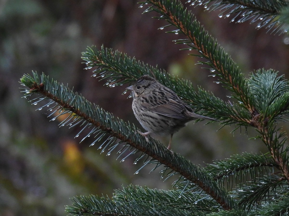 strnadec pruhohlavý - ML646950691