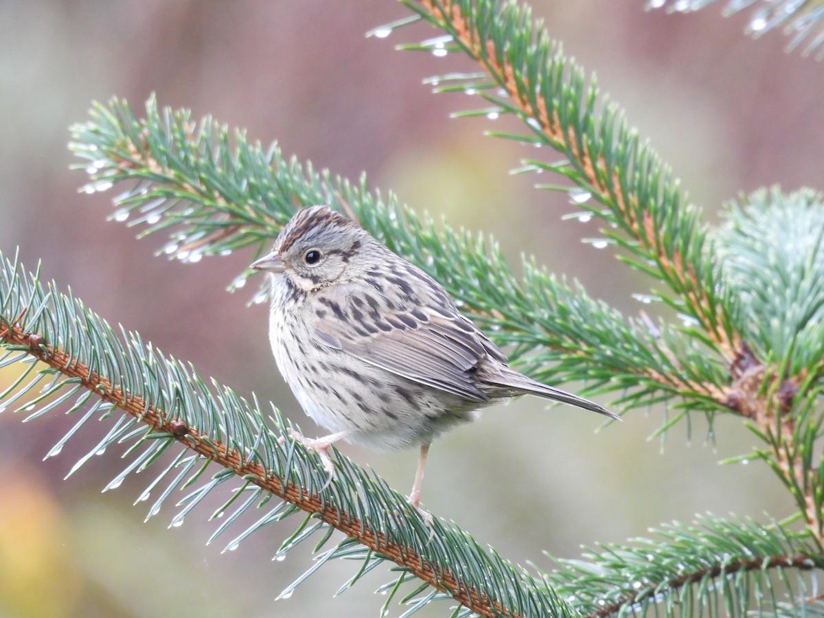 strnadec pruhohlavý - ML646950692