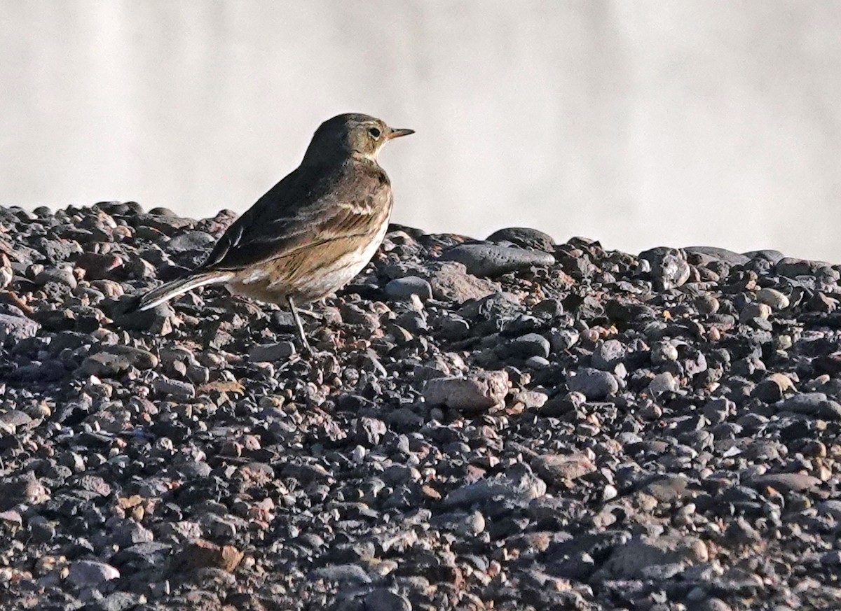 Amerikapieper - ML646950695