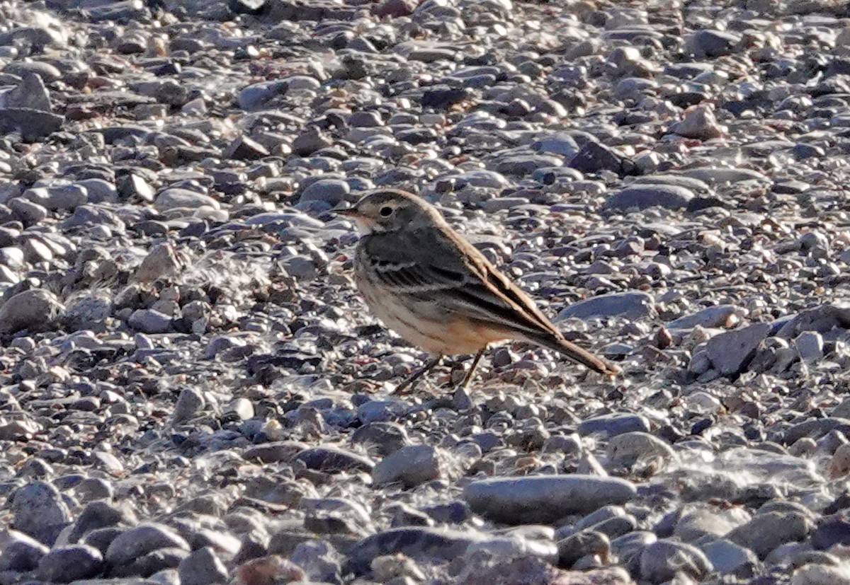 Amerikapieper - ML646950696