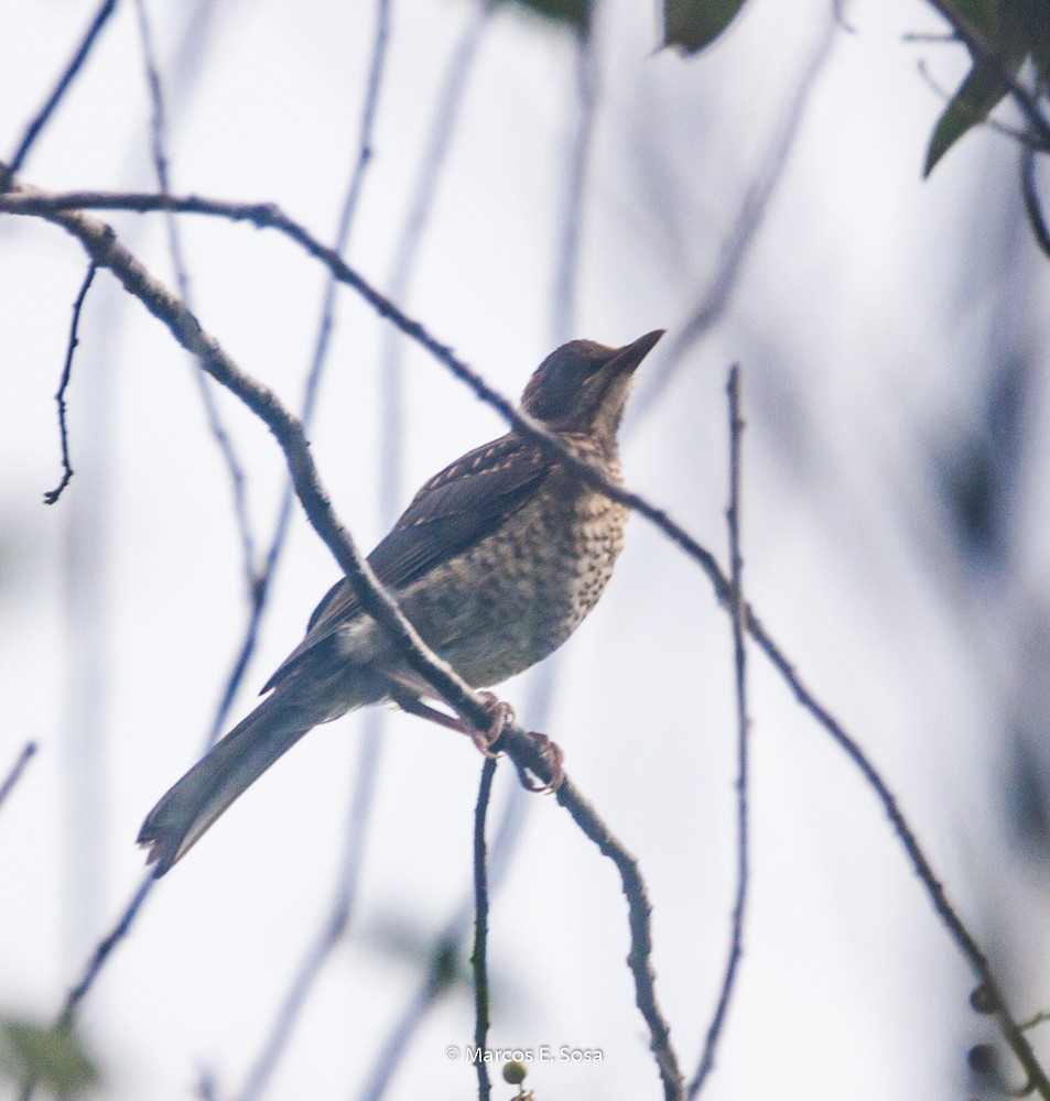 Rufous-bellied Thrush - ML646950699