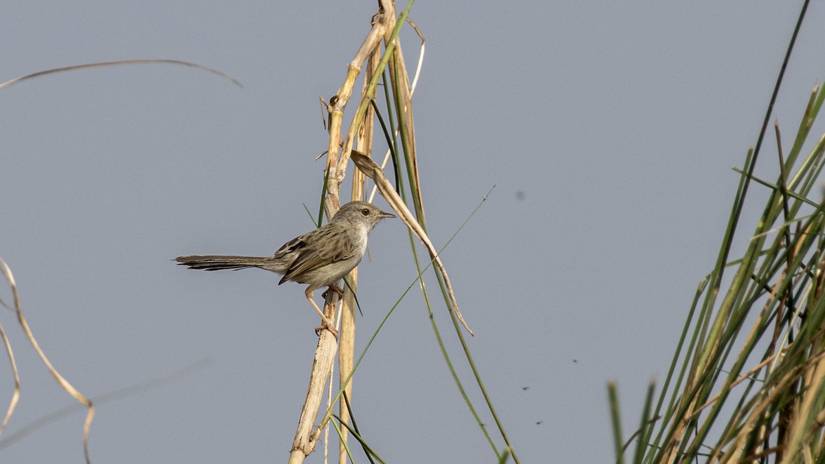 yndeprinia - ML646950701