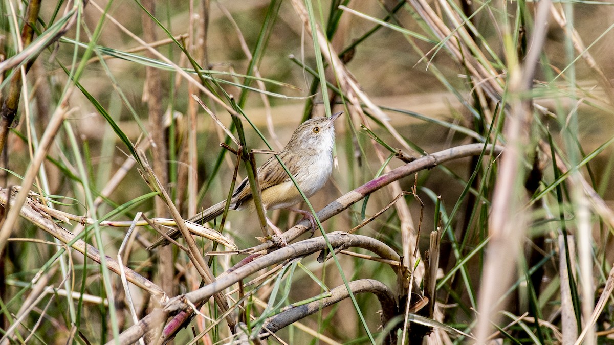 yndeprinia - ML646950702