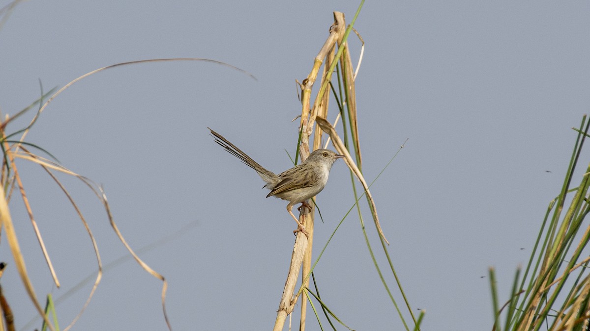 yndeprinia - ML646950703