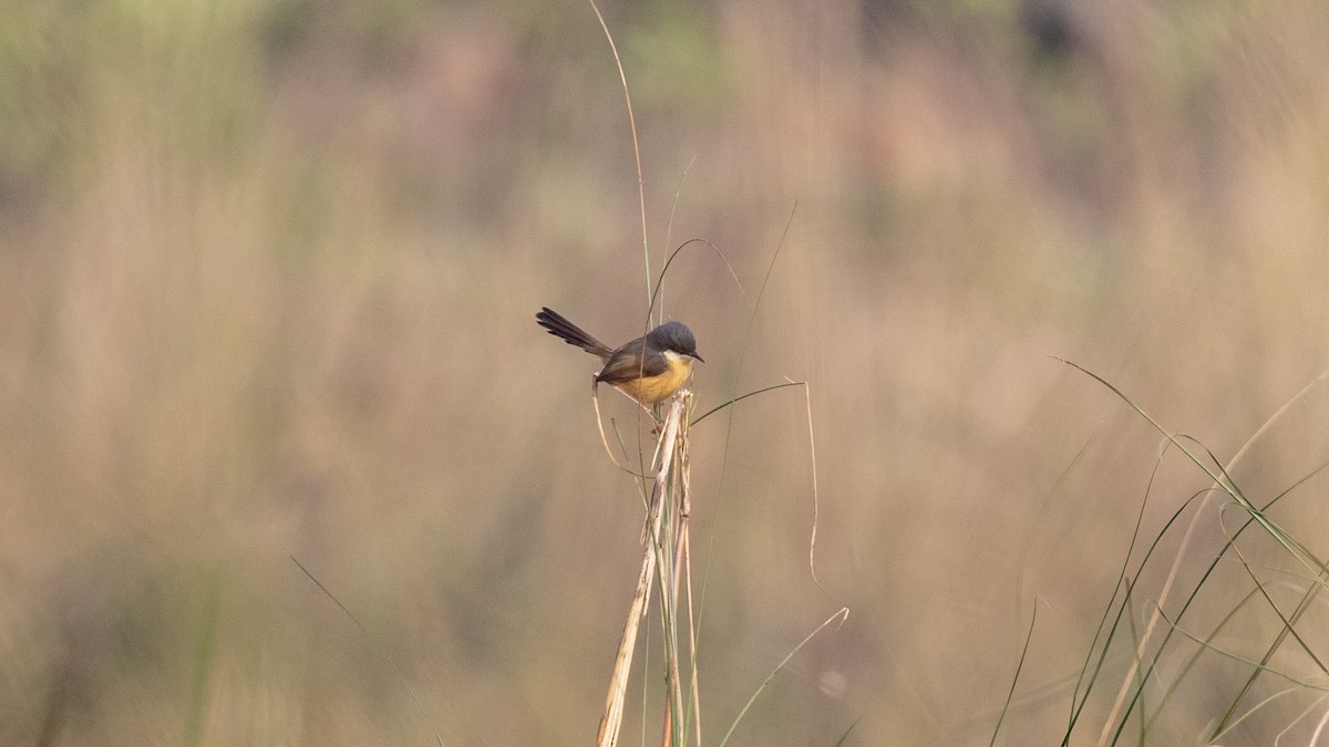 Rostbauchprinie - ML646950707