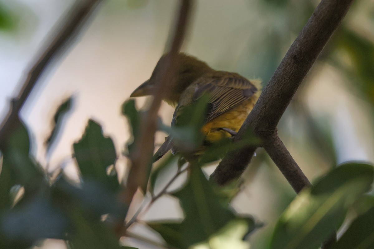 Алая пиранга - ML646950708