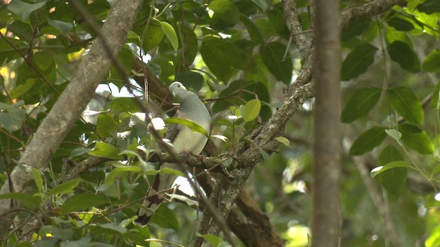 Bar-shouldered Dove - ML646950711