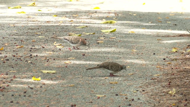 Bar-shouldered Dove - ML646950713