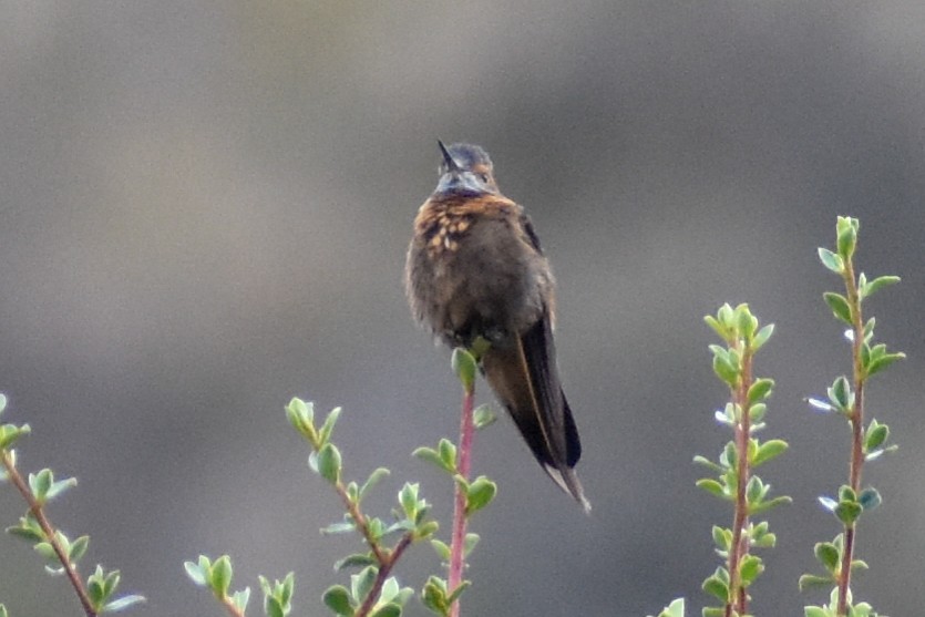 Shining Sunbeam - ML646950717