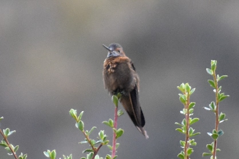 Shining Sunbeam - ML646950718