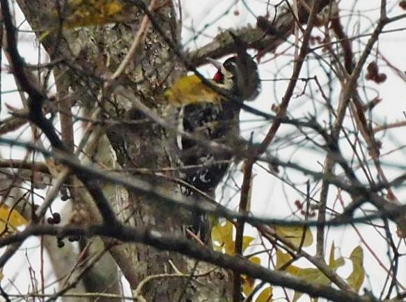 Chupasavia Norteño - ML646950722