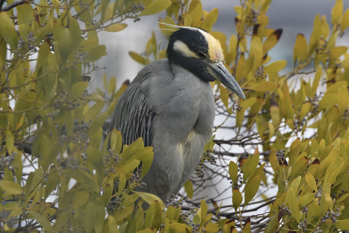 Yellow-crowned Night Heron - ML646950723