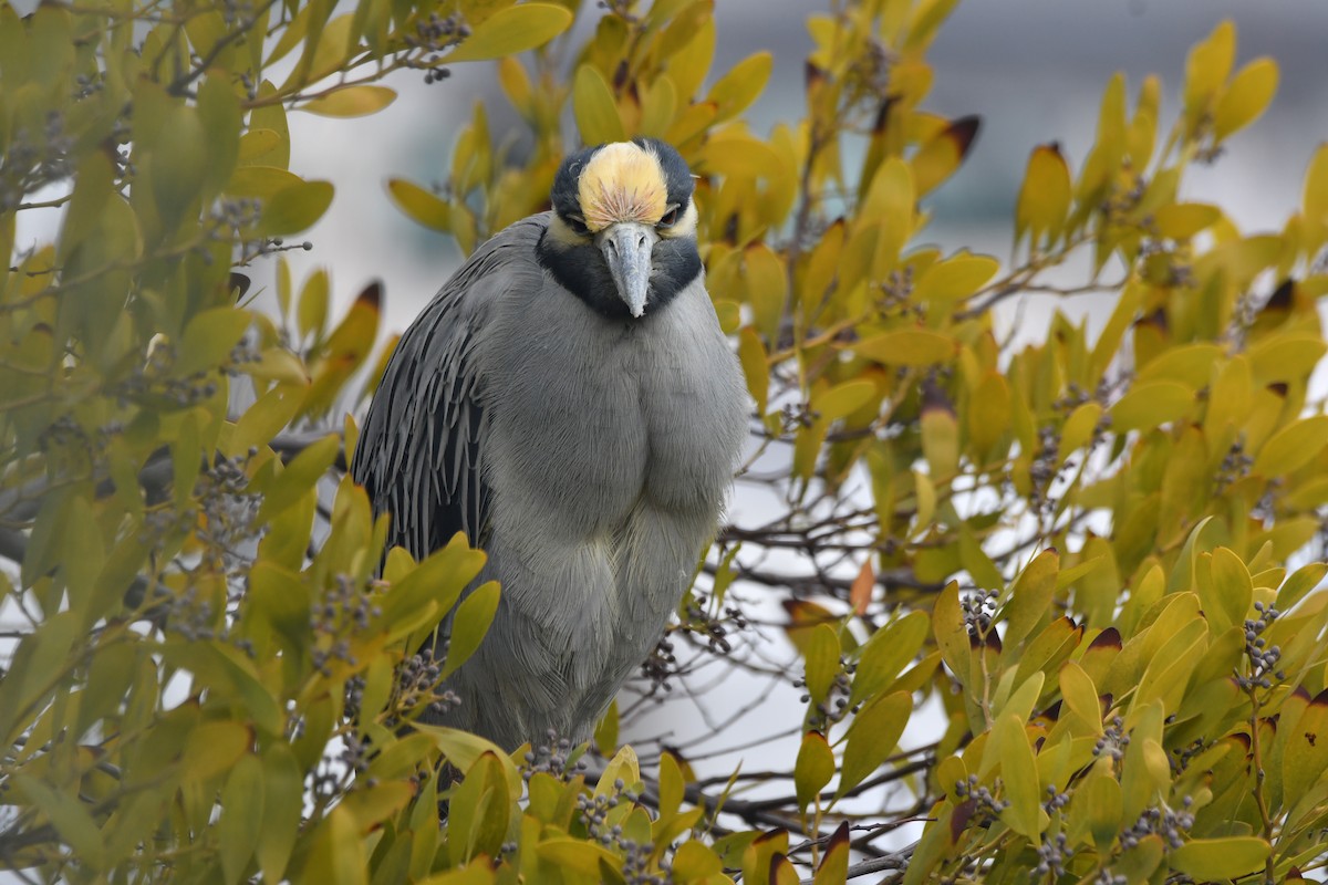 Yellow-crowned Night Heron - ML646950724