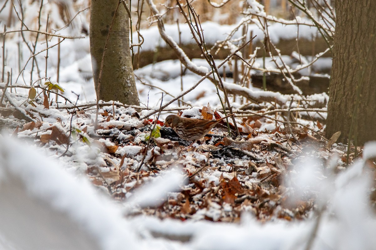 Fox Sparrow (Red) - ML646950725