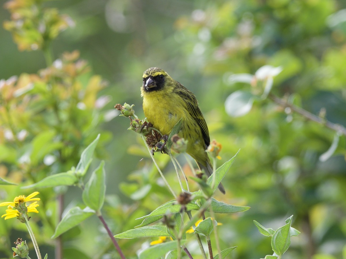 Afrika İsketesi - ML646950726