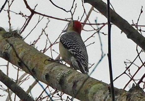 Carpintero de Carolina - ML646950727