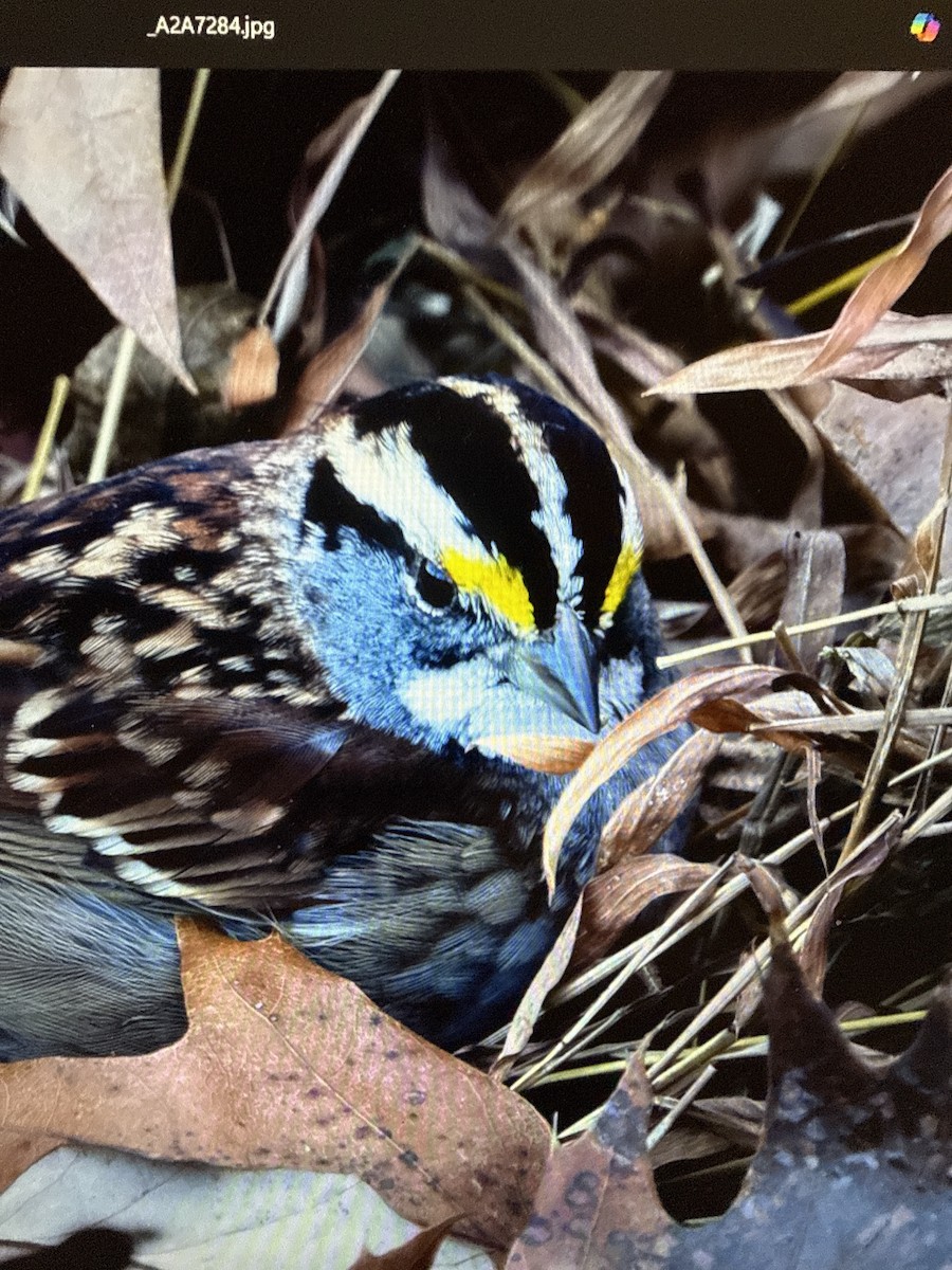 White-throated Sparrow - ML646950730