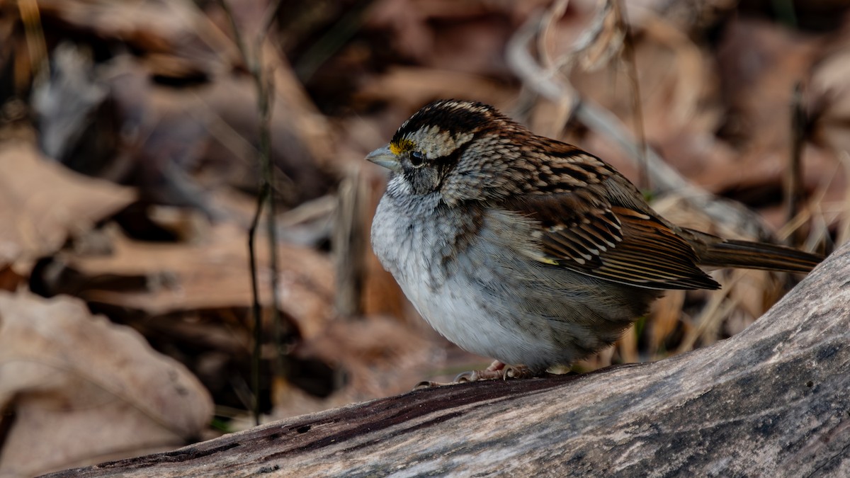 White-throated Sparrow - ML646950731