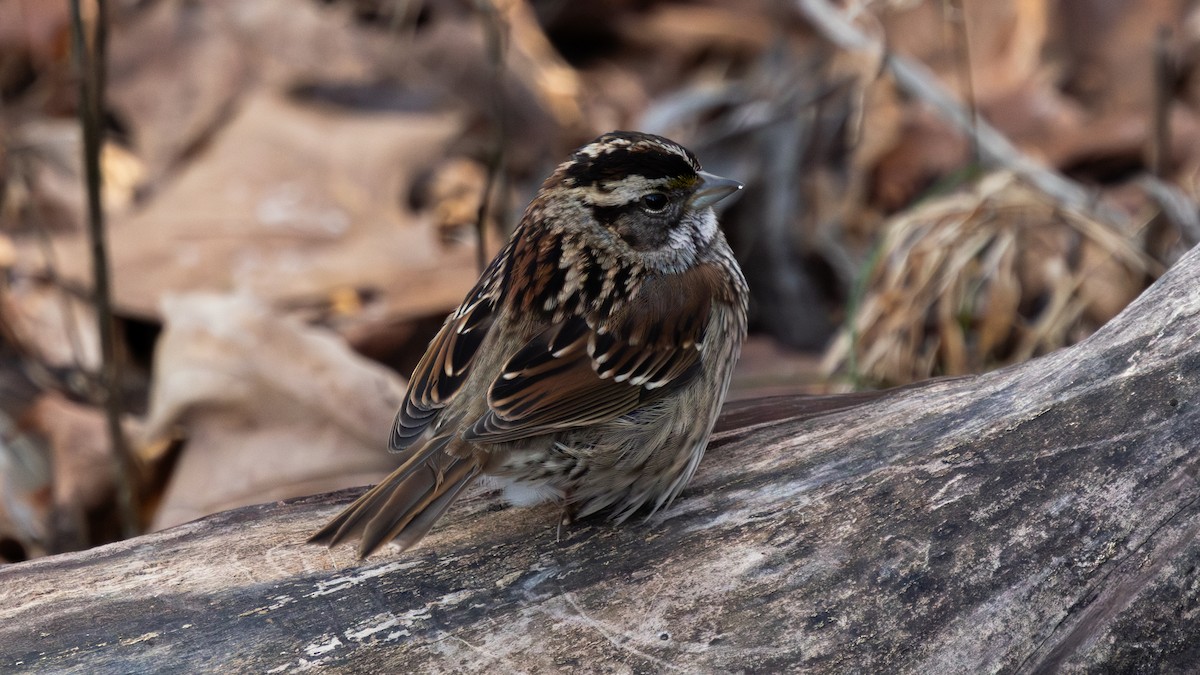 White-throated Sparrow - ML646950732