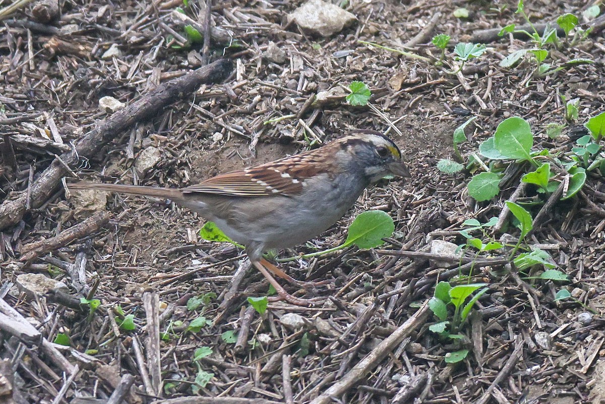 Белогорлая зонотрихия - ML646950739