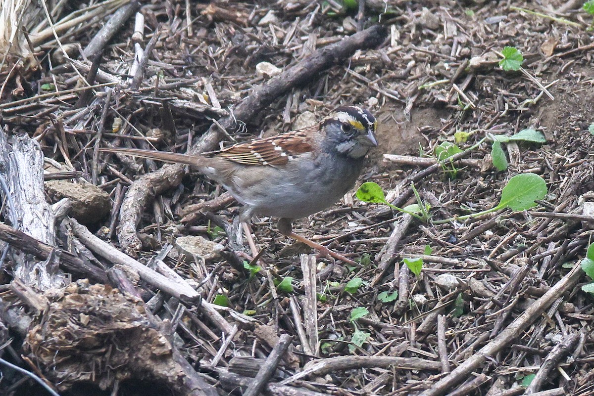 Белогорлая зонотрихия - ML646950740