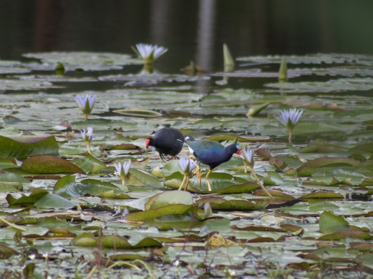 Purple Gallinule - ML646950750