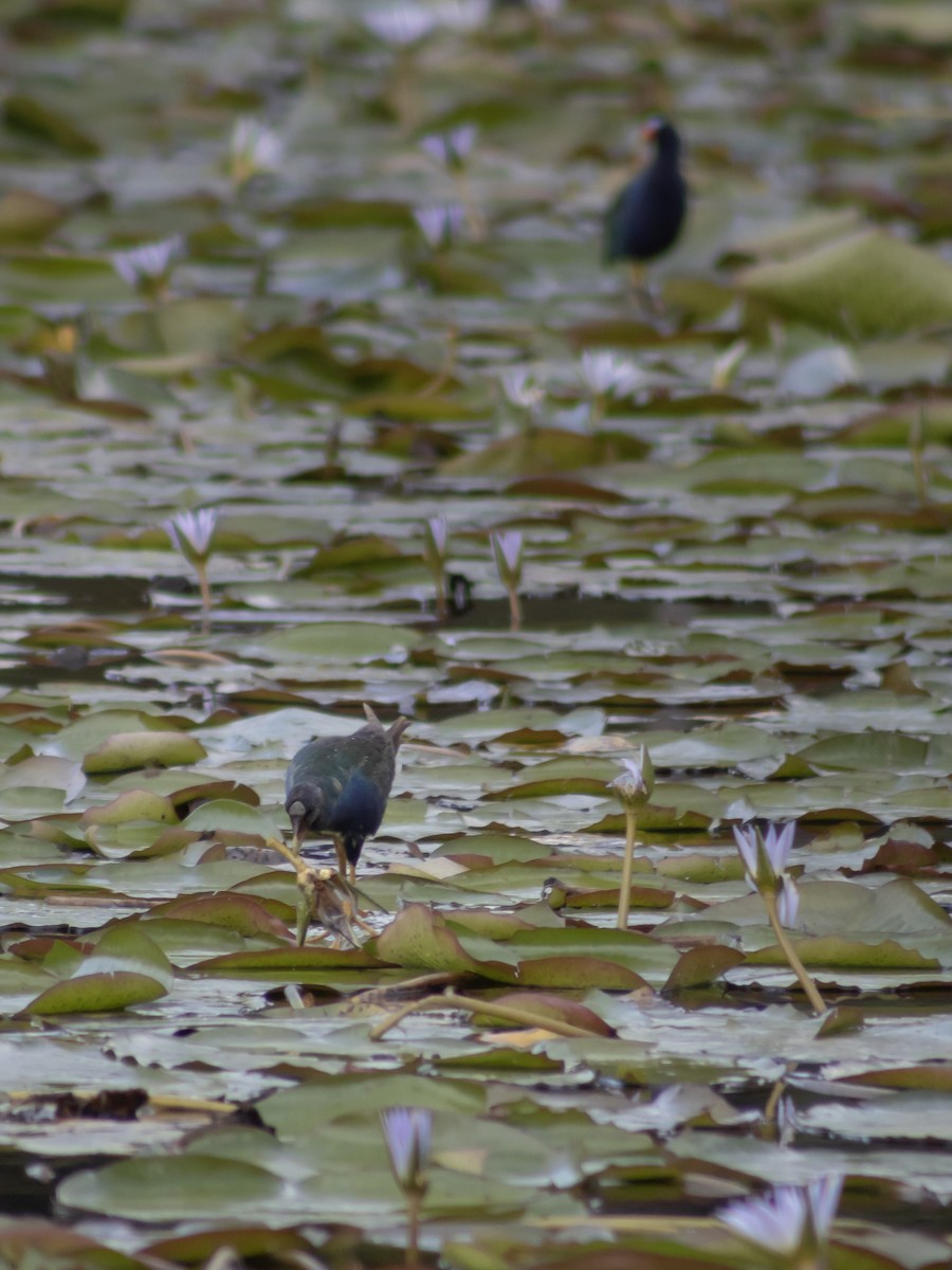 Purple Gallinule - ML646950751