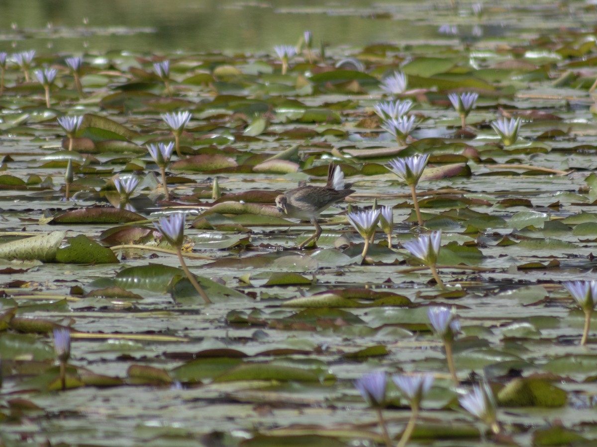 Purple Gallinule - ML646950752
