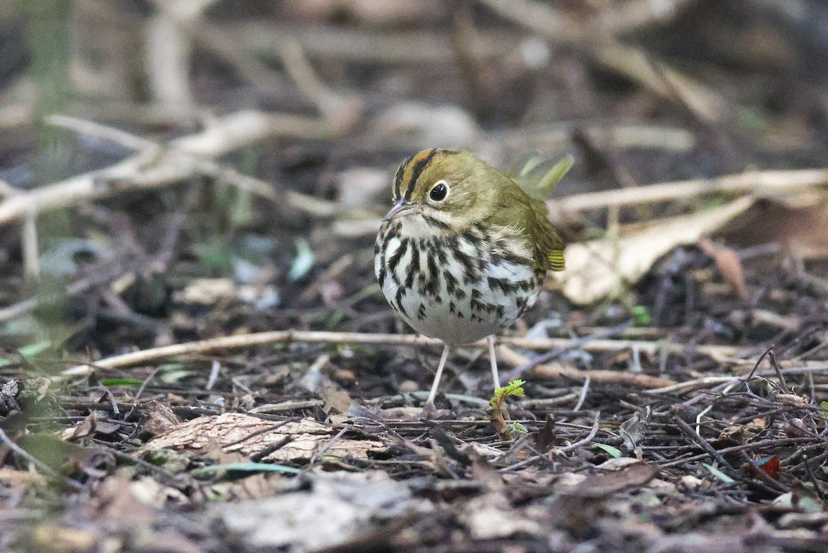 Дроздовый певун - ML646950754