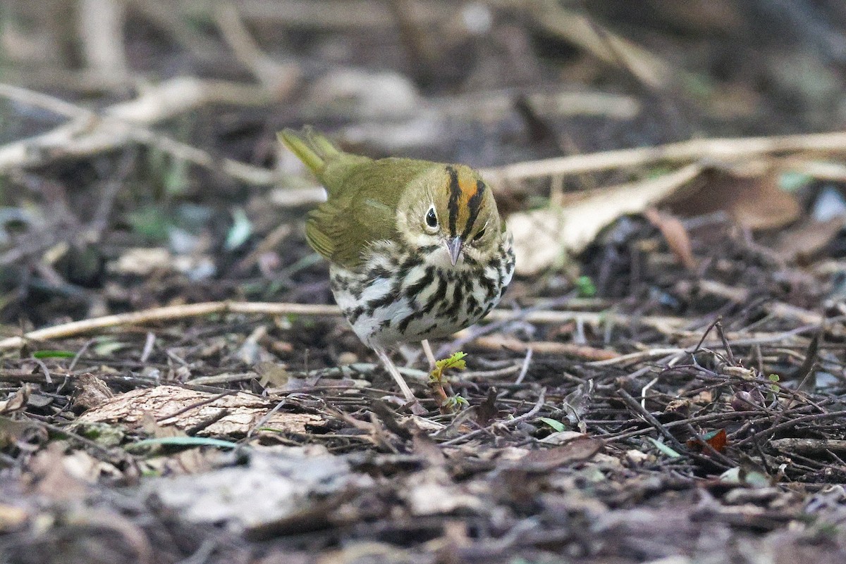 Дроздовый певун - ML646950755