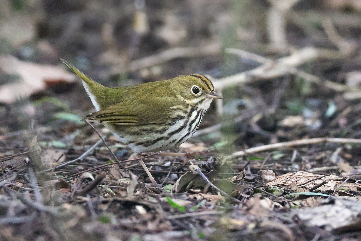 Дроздовый певун - ML646950756