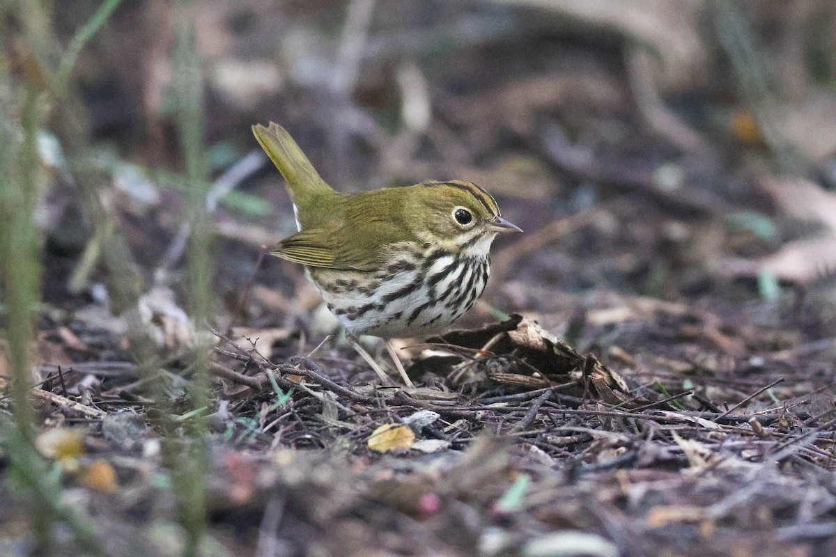 Дроздовый певун - ML646950757