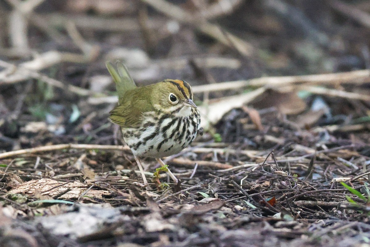 Дроздовый певун - ML646950758