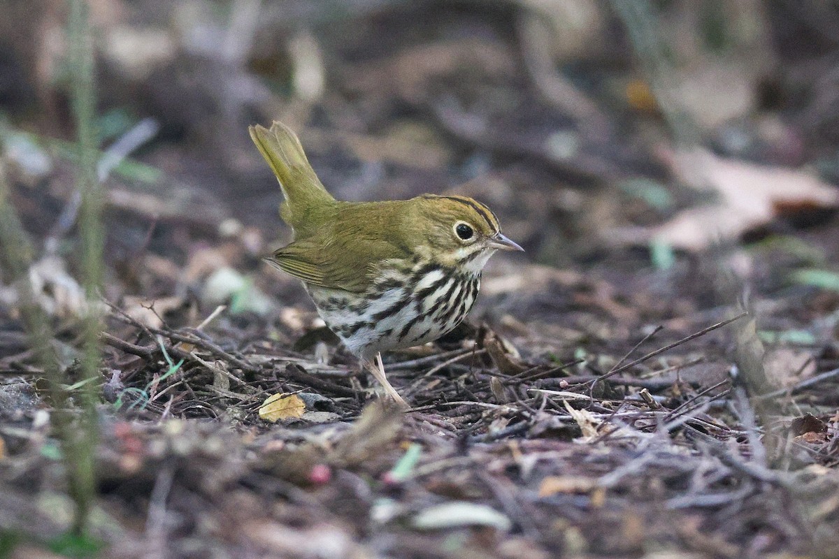 Дроздовый певун - ML646950759