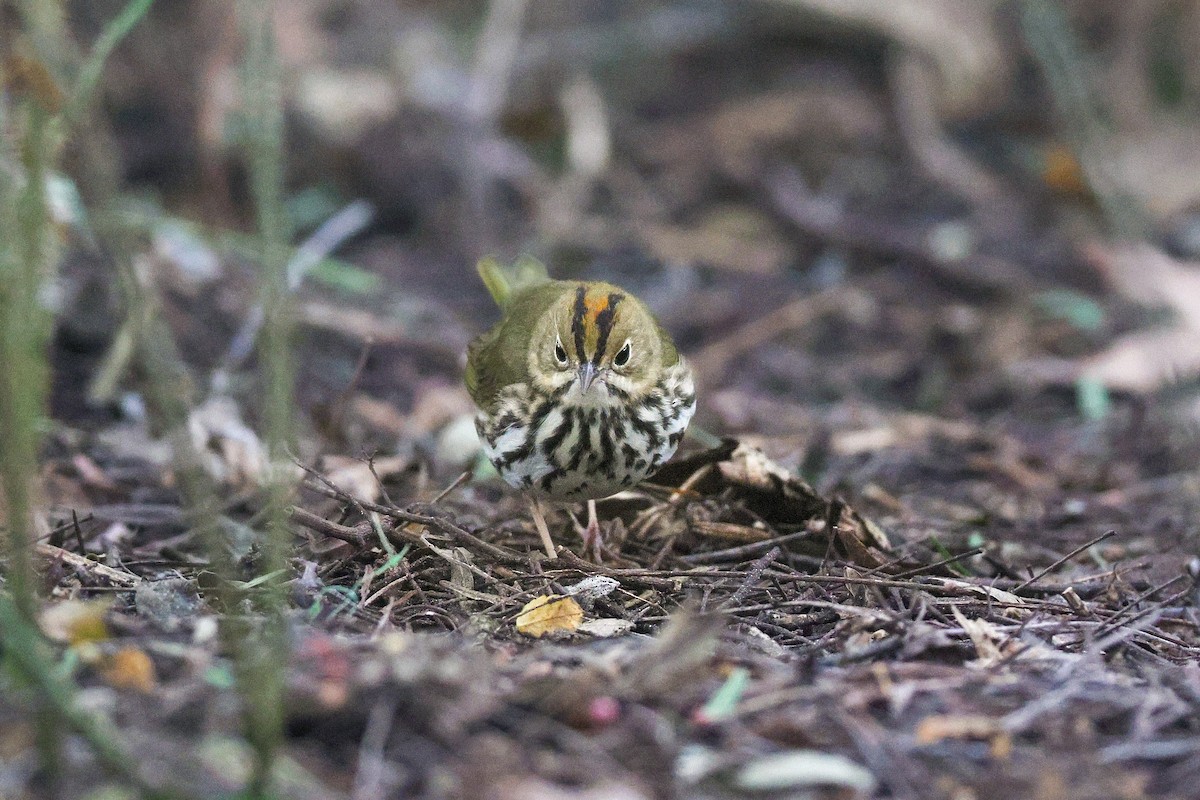 Дроздовый певун - ML646950760