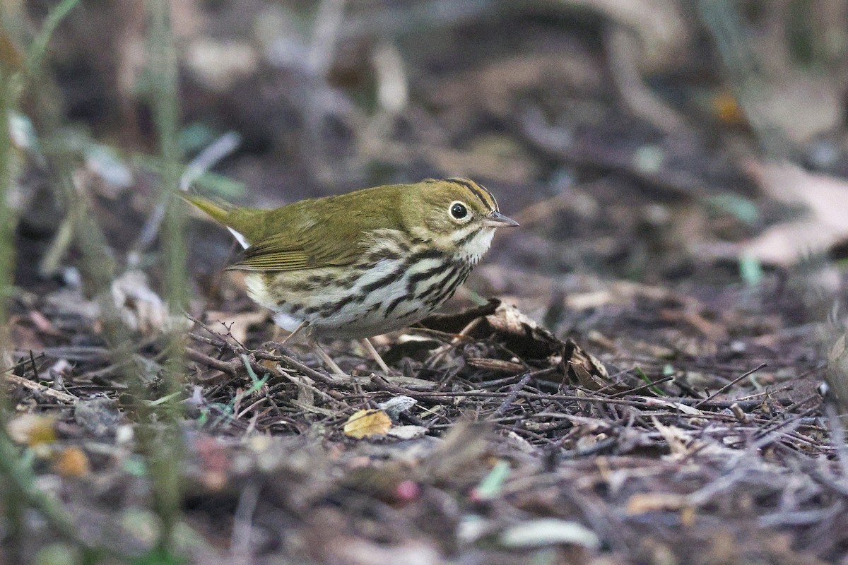 Дроздовый певун - ML646950761