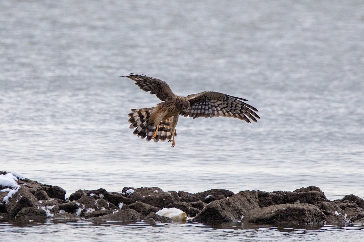 Northern Harrier - ML646950767