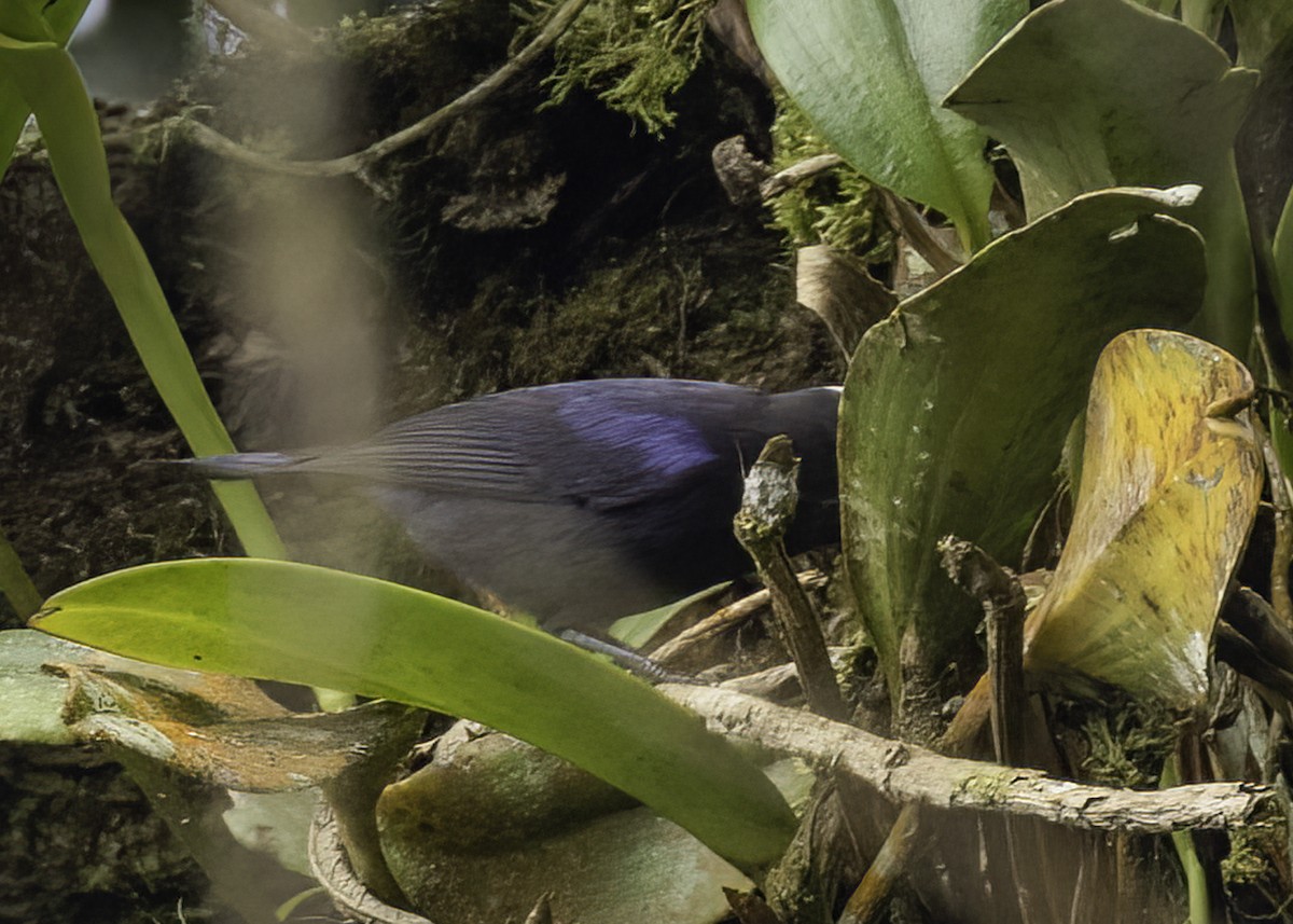 Тамаруго великий - ML646950770