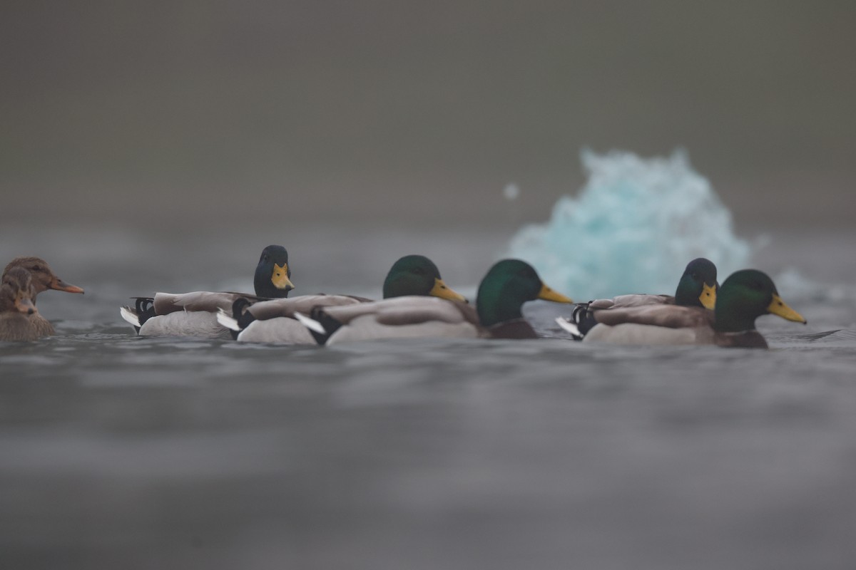 Кряква - ML646950775