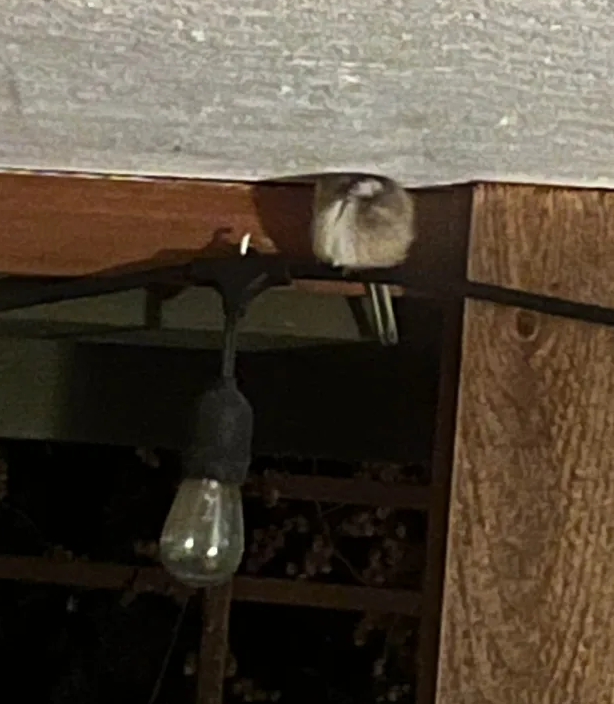 Schwarzkopfmeise - ML646950776