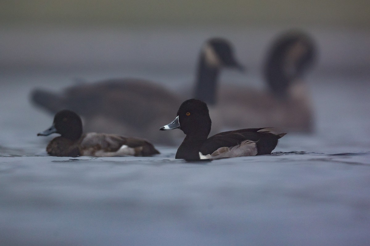 Кольчатая чернеть - ML646950779