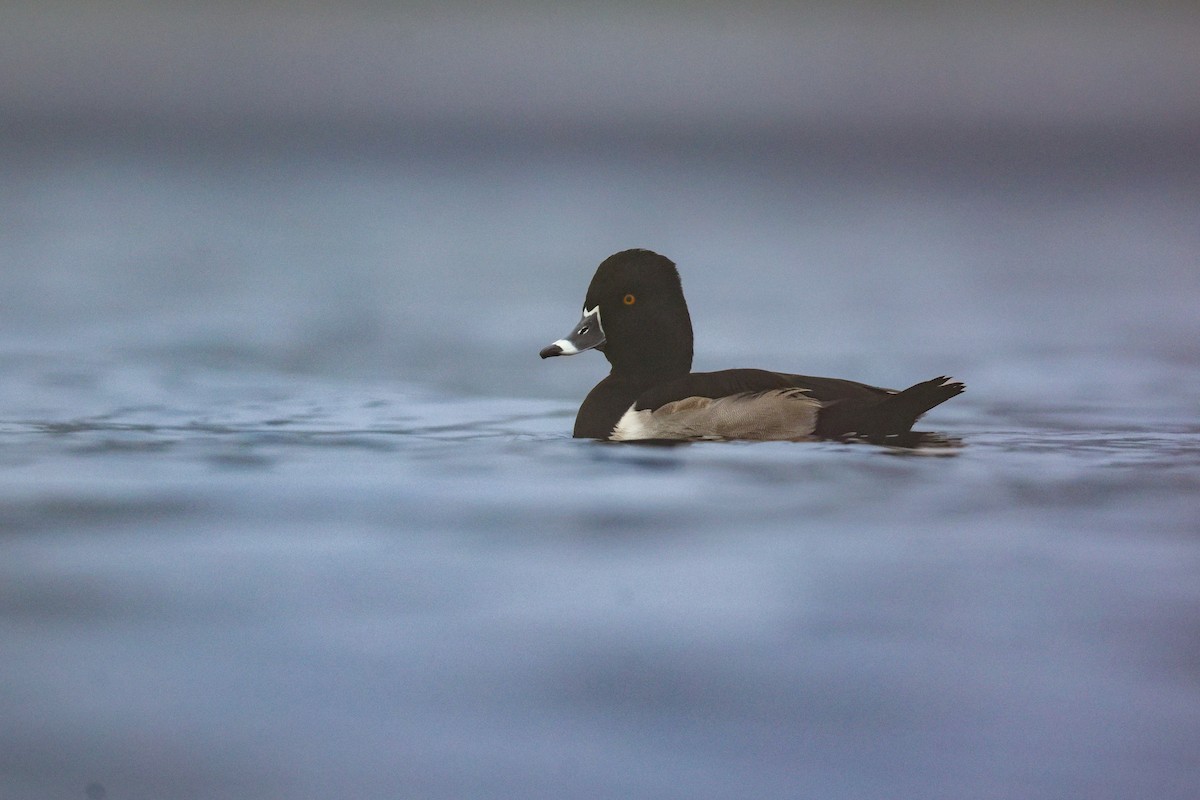 Кольчатая чернеть - ML646950780