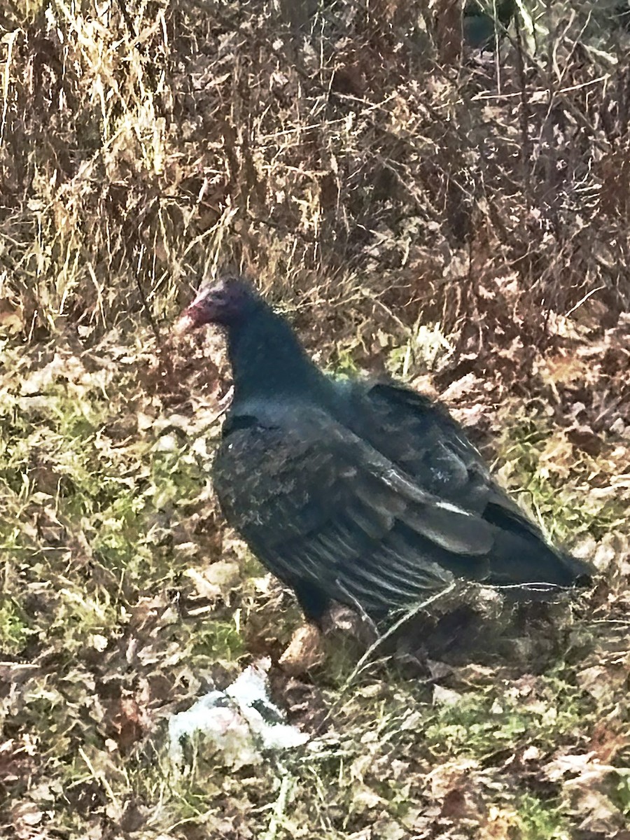 kondor krocanovitý - ML646950783