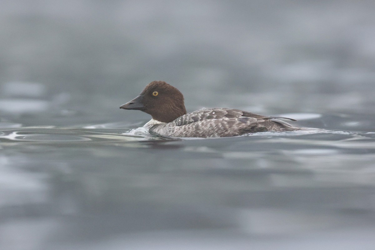 Гоголь - ML646950786